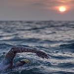 Swim-the-English-Channel