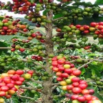 coffee tree