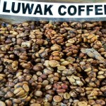 kopi luwak