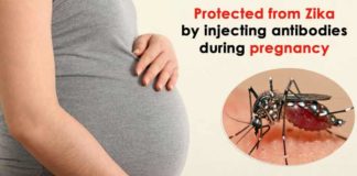Fetus-may-be-protected-from-Zika-by-injecting-antibodies-during