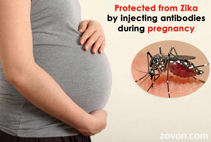 Fetus-may-be-protected-from-Zika-by-injecting-antibodies-during Fetus-may-be-protected-from-Zika-by-injecting-antibodies-during