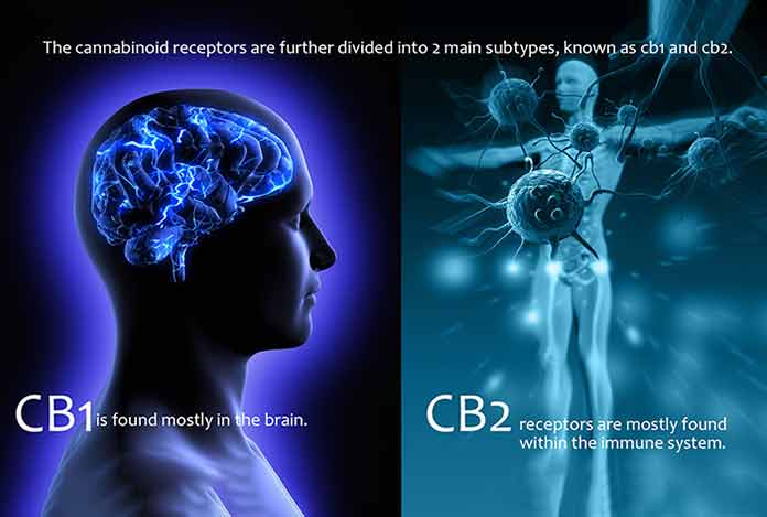 source of How-does-Functions-of-CBD-within-a-work-on-human-Bbody