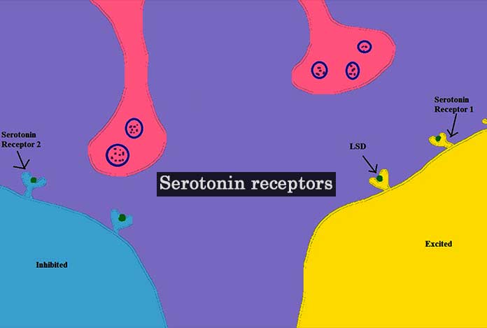 source of Serotonin-receptors