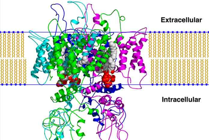 source of Vanilloid-Receptors