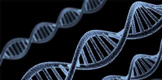 27 genes discovered that could cease cancer say scientists