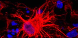 scientists acknowledge star shaped cells crucial for brain development