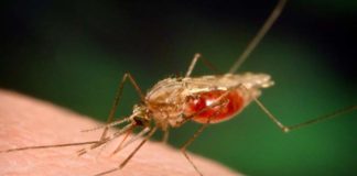 Anti-malarial drugs got new targets identified by a NIH study anti malarial drugs got new targets identified by a nih study