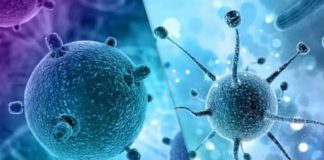 antimalarial drugs found to have potential to fight cancer