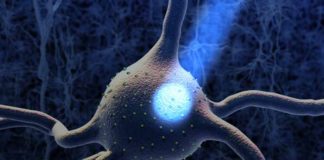 Brain energy consumption in animals similar to that of humans, study reports brain energy consumption in animals similar to that of humans study reports