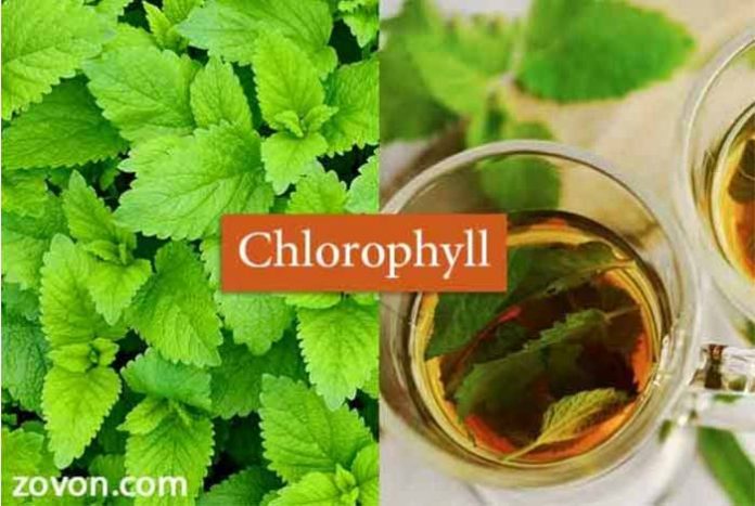 chlorophyll sources uses side effects & faqs