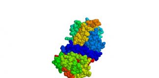 complement C1 esterase inhibitor