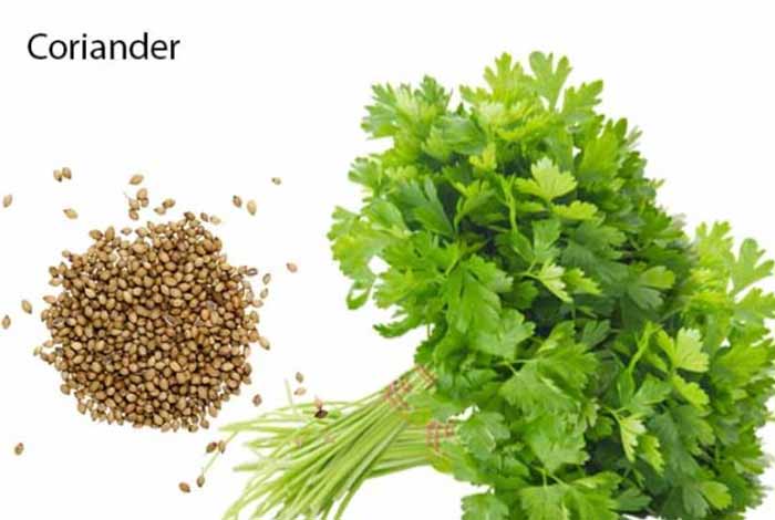 coriander