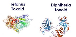 tetanus and diphtheria