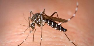 Deforestation helps develop habitats for disease-causing mosquitoes deforestation helps develop habitats for disease causing mosquitoes