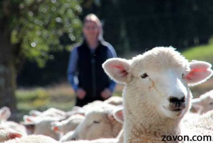 facial recognition research in sheep can enhance understanding of huntingtons disease