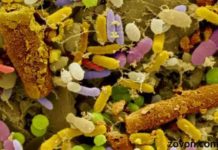 Gut bacteria influence immunotherapy response in melanoma patients gut bacteria influence immunotherapy response in melanoma patients