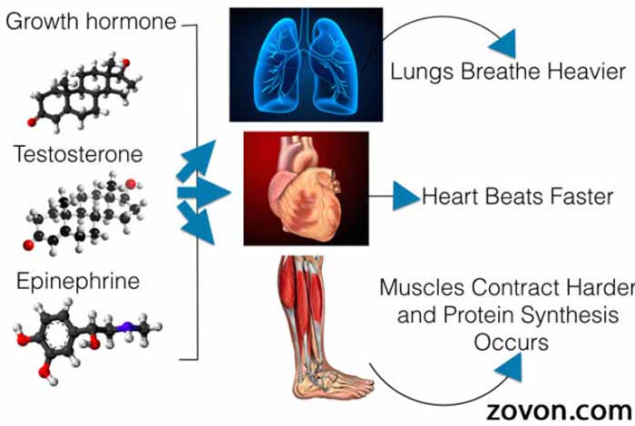 how to build muscle foods exercises and supplements