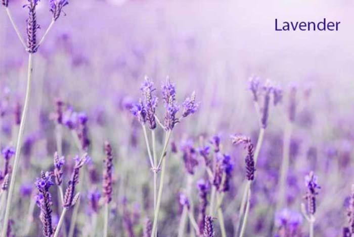 lavender