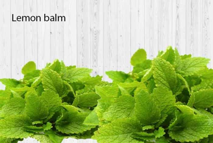 lemon balm