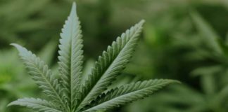 Levels of Seizure Drug Altered in Epilepsy Patients: Result of Pot Compound Consumption levels of seizure drug altered in epilepsy patients result of pot compound consumption