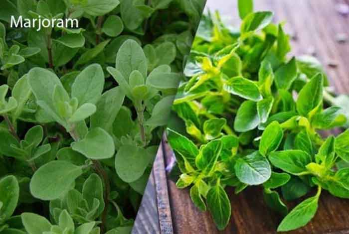 marjoram