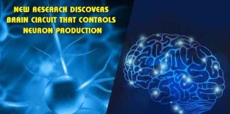 New research discovers brain circuit that controls neuron production new research discovers brain circuit that controls neuron production