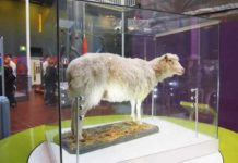 No signs of arthritis in the famous clone sheep ‘Dolly’, reports say no signs of arthritis in the famous clone sheep dolly reports say