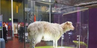 no signs of arthritis in the famous clone sheep dolly reports say