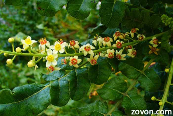 origin and extraction of frankincense oil