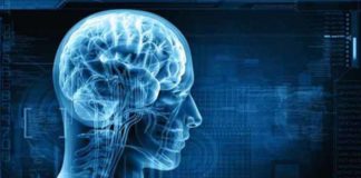 Race for energy; brain beats muscles race for energy brain beats muscles