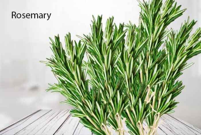 rosemary