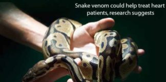 snake venom could help treat heart patients research suggests