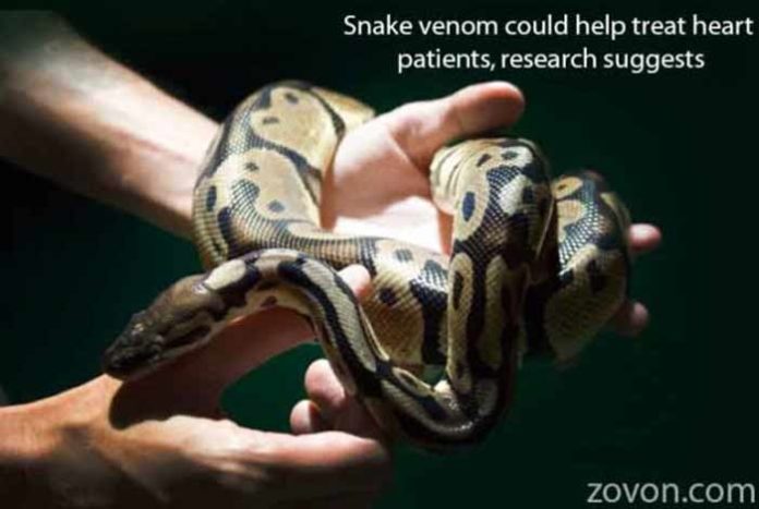 snake venom could help treat heart patients research suggests