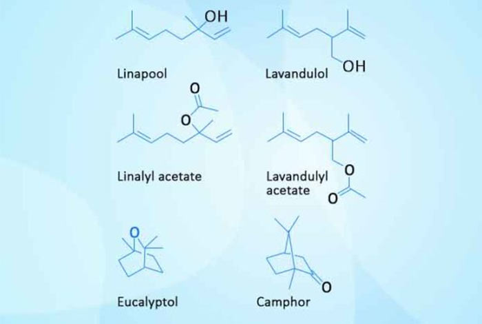 structure of lavender oil