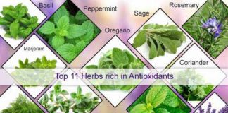 top 11 herbs rich in antioxidants