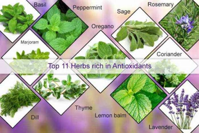 top 11 herbs rich in antioxidants