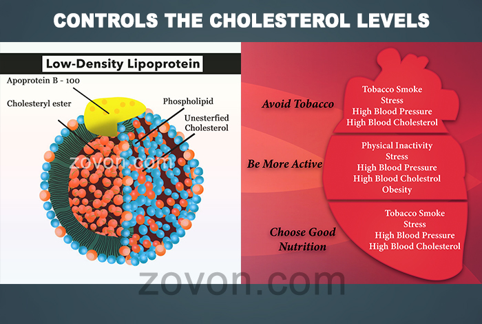 Yoga balances the cholesterol level in body 