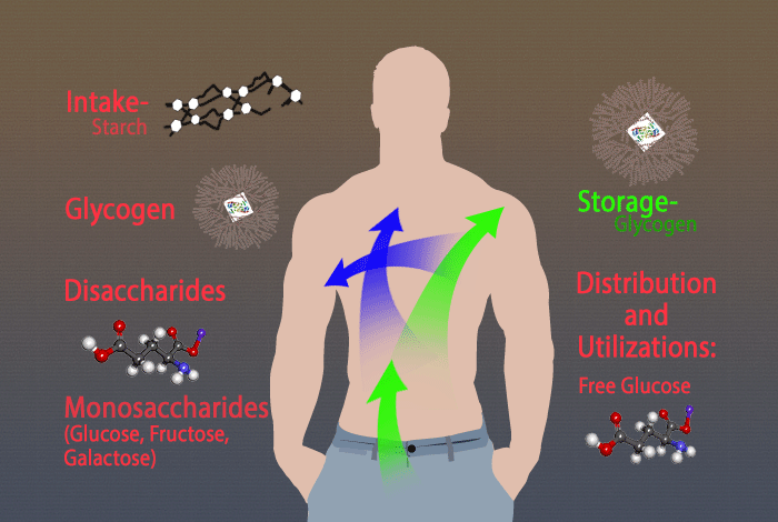 glucose metabolism in body