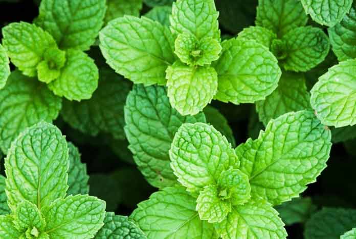 Add Peppermint in your Diet for Digestion