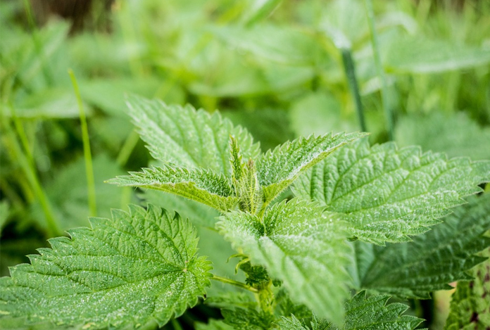 Stinging Nettle for Joint Pain