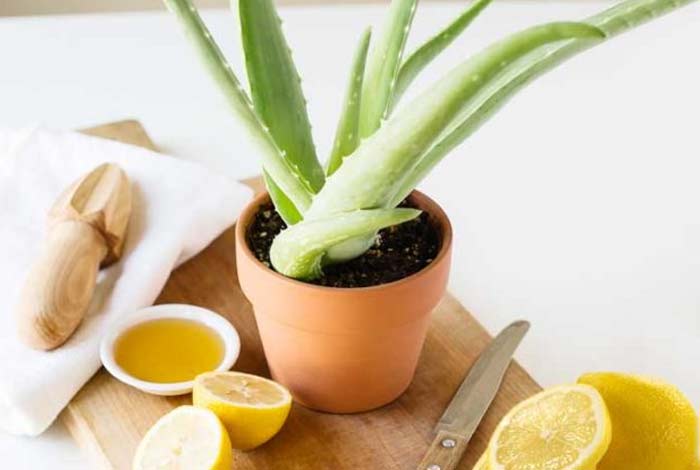 aloe vera and lemon