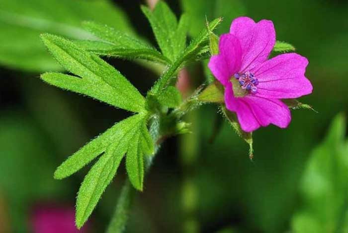 geranium leaves