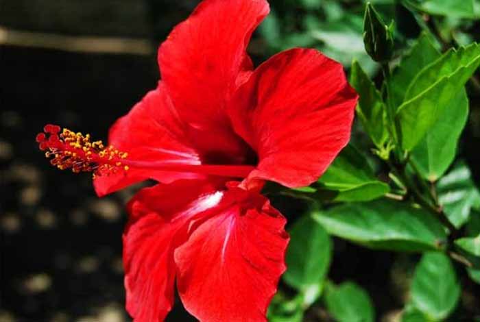 hibiscus