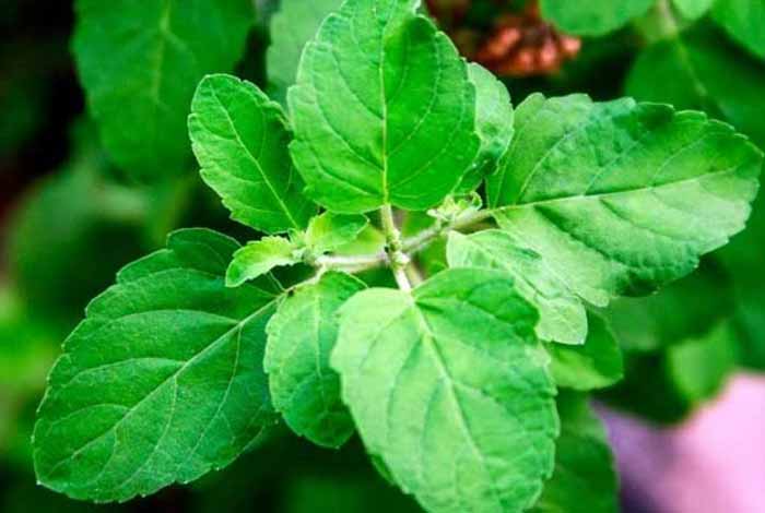 holy basil or tulsi