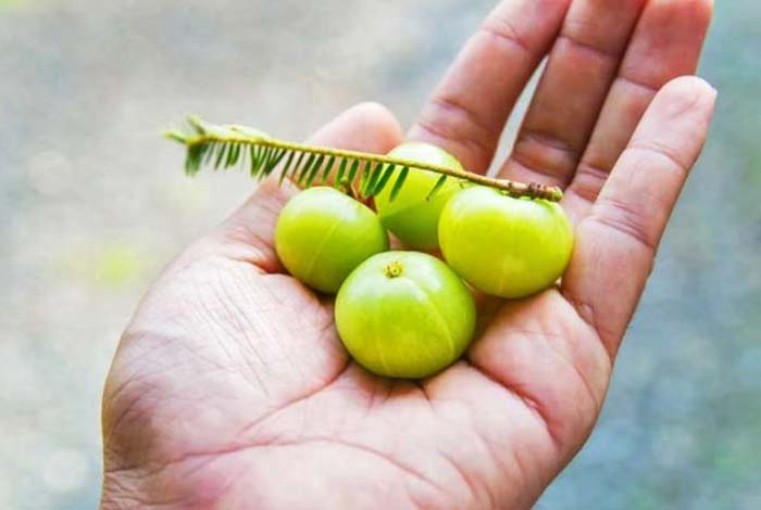 indian gooseberry