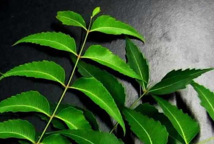 neem leaves