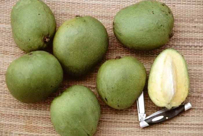 raw mangoes