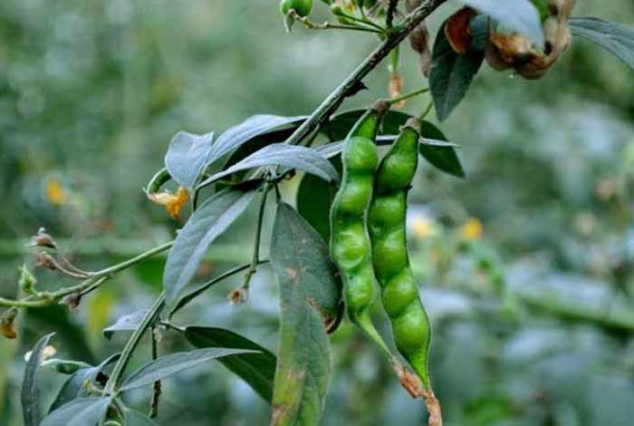 red gram and pigeon pea