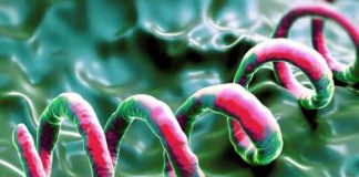 syphilis types symptoms causes diagnosis prevention and treatment
