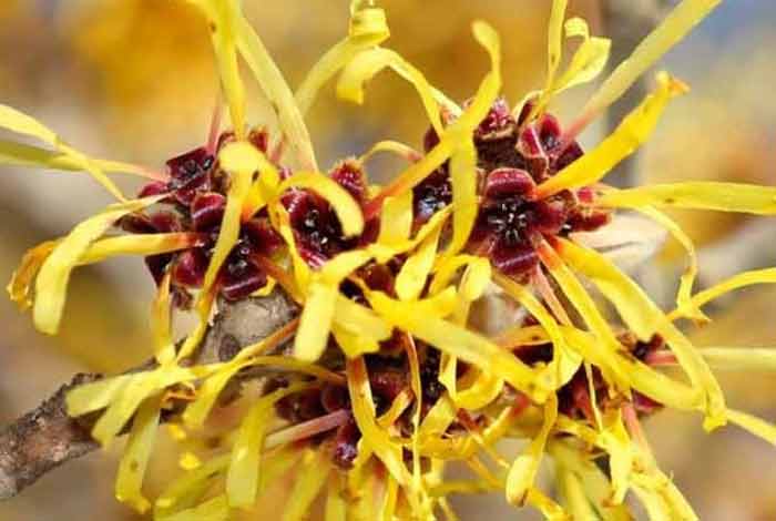 witch hazel